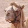 camel_s.jpg